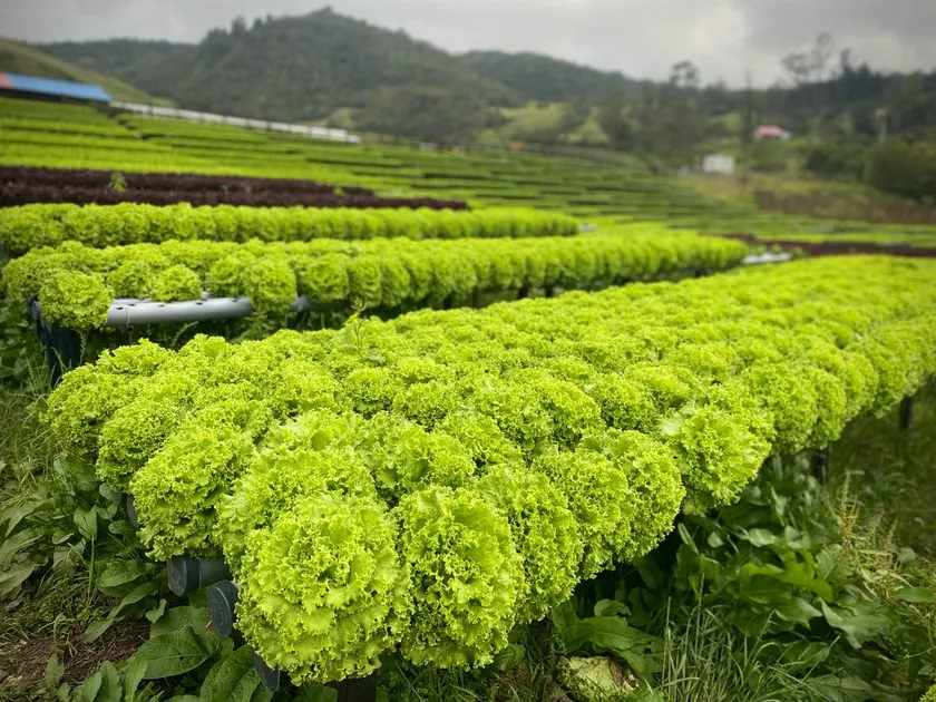 Camas de cultivo hidroponico de Agro Ganard en Une, Cundinamarca.