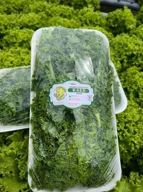 Kale Rizado en el cultivo de Agro Ganard.