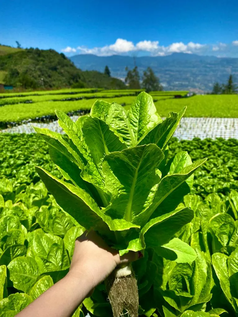 Lechuga Romana